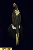 藍腹鷴藏品圖，第8張